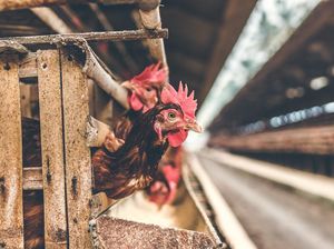 Karyawannya Kena Virus Corona, Perusahaan Ini Harus Bunuh 2 Juta Ayam