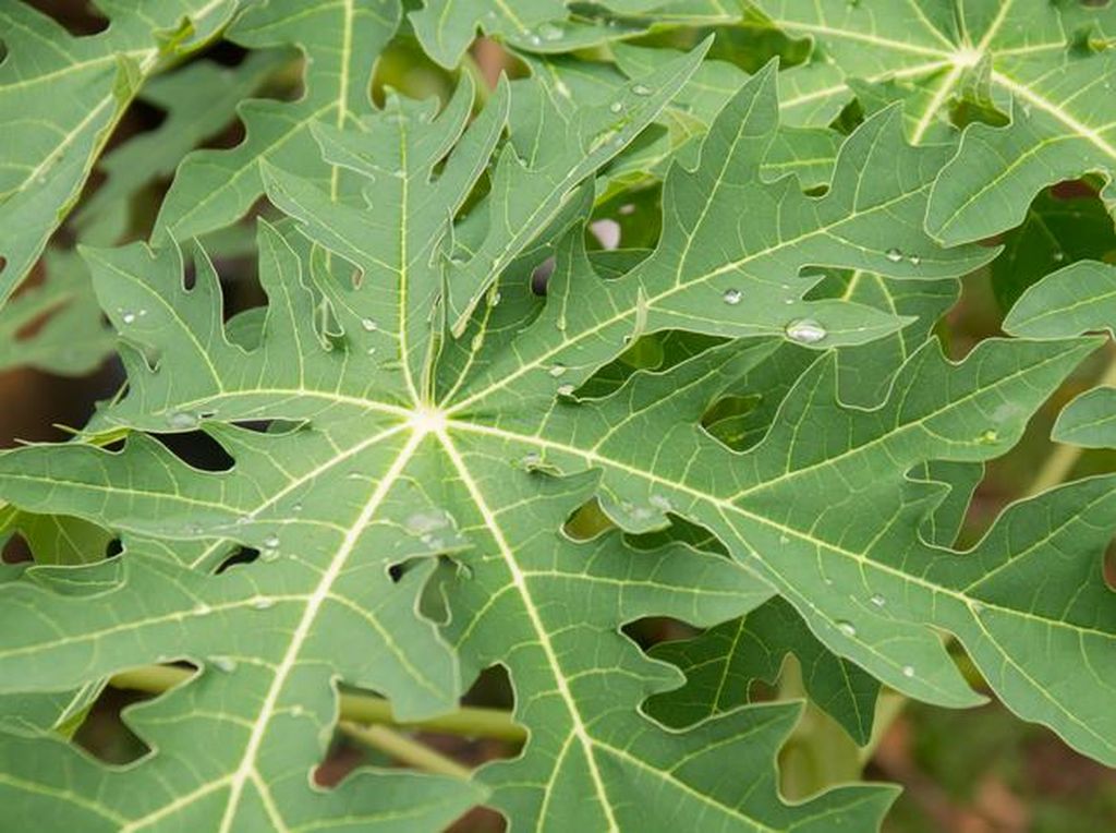 Meski Pahit, Daun Pepaya Punya 5 Manfaat Sehat Ini Meski Pahit, Daun Pepaya Punya 5 Manfaat Sehat Ini