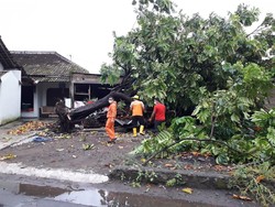 Hujan dan Angin Kencang di Sleman, Sejumlah Pohon Tumbang Timpa Rumah