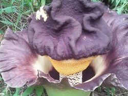 Warga Kaget Temukan Tanaman Mirip Bunga Bangkai Mekar di Labura