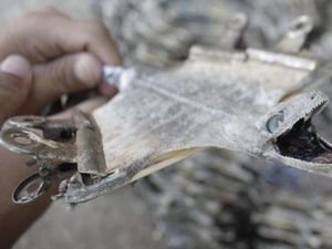 Kriuk Enak! Tokek Bisa Dimasak Jadi Dendeng Untuk Camilan