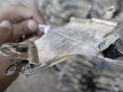 Kriuk Enak! Tokek Bisa Dimasak Jadi Dendeng Untuk Camilan