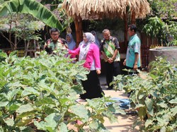 Penuhi Pangan Saat Corona, Petani di Jateng Manfaatkan Pekarangan