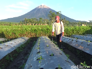 Gunung Semeru Luncurkan Guguran Awan Panas, Warga Tenang Namun Waspada