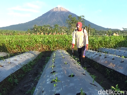 Gunung Semeru Luncurkan Guguran Awan Panas, Warga Tenang Namun Waspada