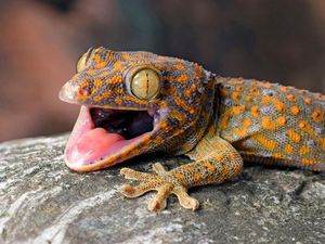 Listrik Satu Kecamatan di Manggarai Barat Padam gegara Tokek