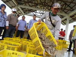 Edhy Prabowo Ungkap Potensi Ekspor Perikanan di Tengah COVID-19