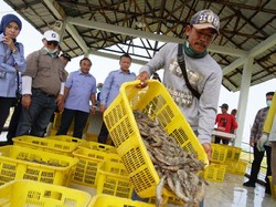 Edhy Prabowo Ungkap Potensi Ekspor Perikanan di Tengah COVID-19