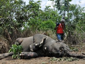 Diburu-Diracun, 700 Gajah Sumatera Mati dalam 10 Tahun