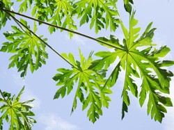 7 Manfaat Daun Pepaya, Si Pahit yang Kerap Dijadikan Obat