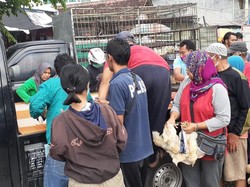 Harga Anjlok, Peternak di Madiun Bagikan Ayam Secara Gratis