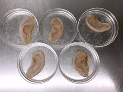 Kuping Apel hingga Burger Tumbuhan, 5 Makanan Enak Buatan Lab