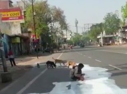 Viral! Pria India Mengais Tumpahan Susu di Jalan Bersama Anjing