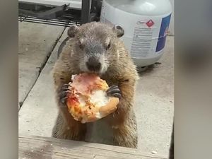 Gemas! Marmot Gendut Ini Asyik Kunyah Pizza di Depan Rumah Warga