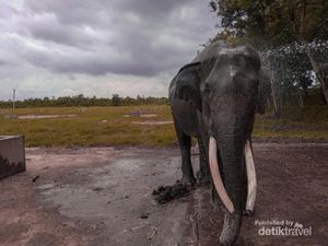 9 Fakta Lampung Tanah Kelahiran Eko Yuli, Kopi Robusta, Rumah Gajah Sumatera