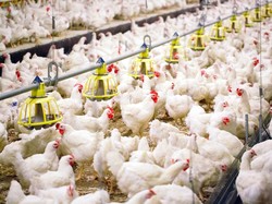 Ini Langkah Kementan Ringankan Beban Peternak Ayam Hidup