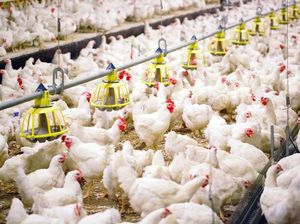 Ini Langkah Kementan Ringankan Beban Peternak Ayam Hidup Ini Langkah Kementan Ringankan Beban Peternak Ayam Hidup