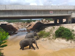 Trans Sumatera Masih Butuh Rp 386 T, Jokowi Tak Mau Pakai Uang Rakyat