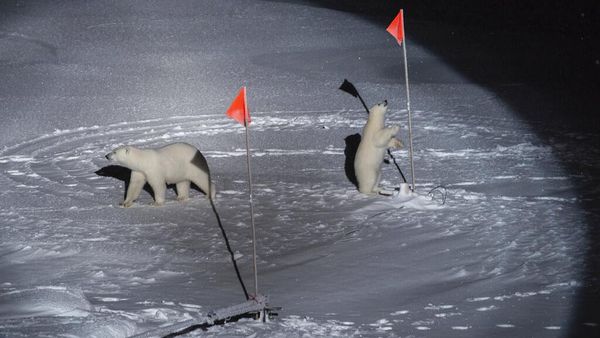 Foto Terbaik Lingkungan Hidup di Ajang World Press Photo 2020