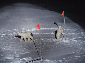 Foto Terbaik Lingkungan Hidup di Ajang World Press Photo 2020