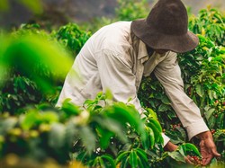 Ada Kelas Online buat Petani Kopi Supaya Naik Kelas