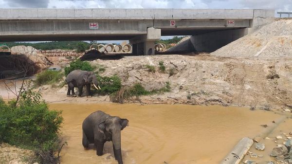 Pertama di RI! Lewat Tol Sambil Lihat Gajah Wira-wiri