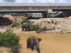 Jalan Tol untuk Gajah Ada di Sumatera Lho