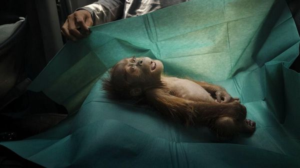 Juara World Press Photo 2020 Kategori Alam yang Memukau