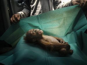 Juara World Press Photo 2020 Kategori Alam yang Memukau