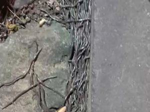 Saat Kemunculan Cacing Tanah Dikaitkan dengan Pertanda Gempa