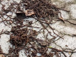 Ribuan Cacing Muncul di Jawa, Peneliti UGM: Ada Perubahan Mendadak dalam Tanah Ribuan Cacing Muncul di Jawa, Peneliti UGM: Ada Perubahan Mendadak dalam Tanah