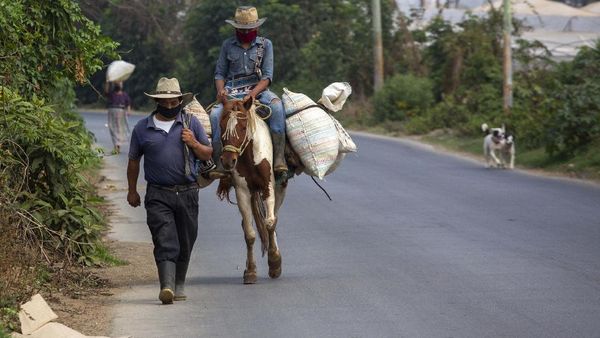 Potret Petani Dataran Tinggi Guatemala di Tengah Pandemi Corona
