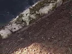 Ribuan Cacing Muncul di Jawa, Peneliti LIPI: Ada Perubahan Lingkungan