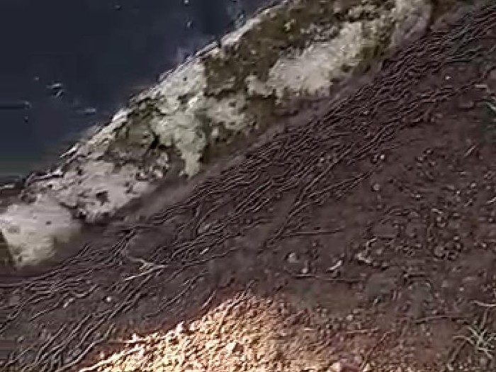 Ribuan cacing di Klaten, Minggu (19/4/2020).