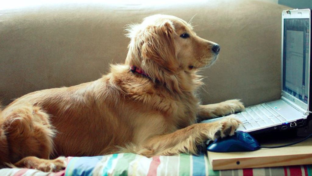 Begini Jadinya Kalau Hewan Ikut Belajar dari Rumah Begini Jadinya Kalau Hewan Ikut Belajar dari Rumah