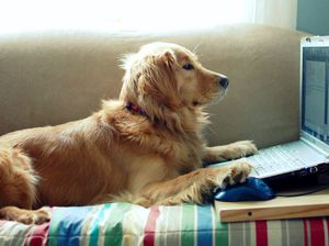 Begini Jadinya Kalau Hewan Ikut Belajar dari Rumah