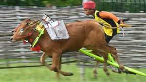 Kala Joki Cilik Berlatih Karapan Sapi