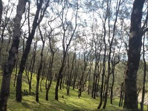 NTT Juga Punya Hutan Pinus Instagramable