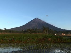 Aktivitas Vulkanik Gunung Semeru Menurun