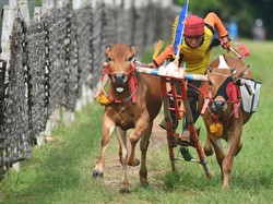 8 Kebudayaan Suku Madura yang Perlu Diketahui