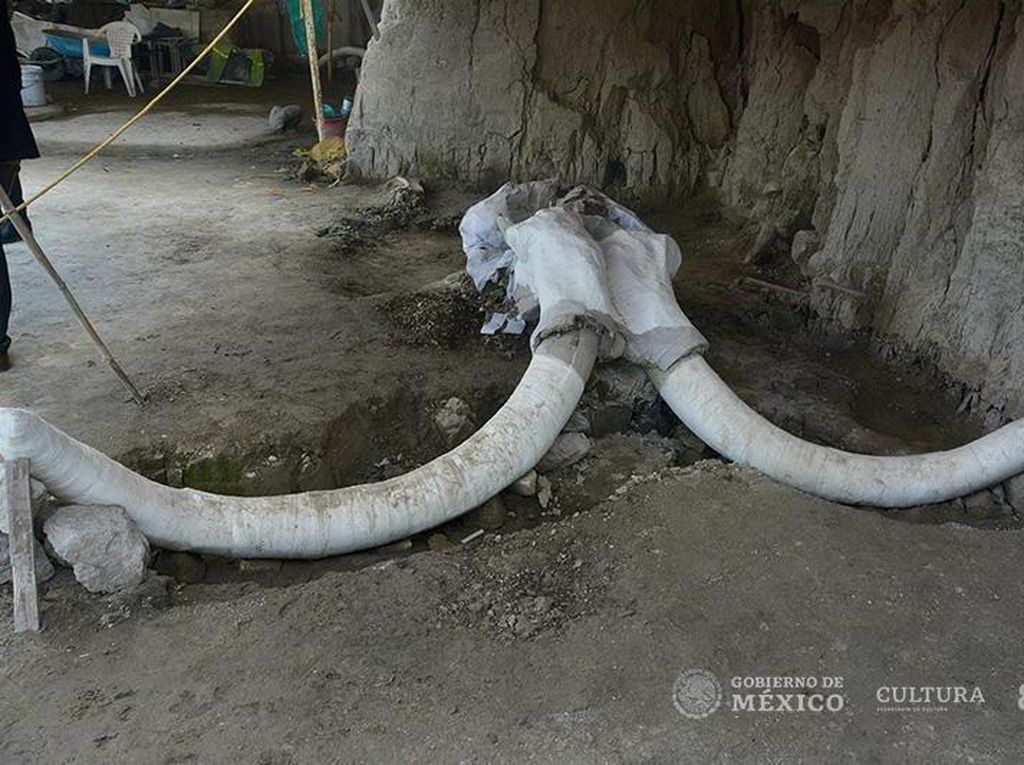 Antropolog Temukan Mammoth di Perangkap Berusia 15 Ribu Tahun