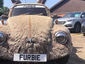 Spesies Langka, (VW) Kodok Punya Bulu