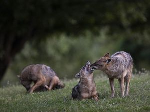 Santuy! Giliran Jakal yang Turun Gunung, Jalan-jalan di Kota Tel Aviv