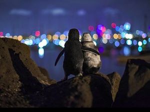 Sepasang Penguin yang So Sweet, Viral karena Berpelukan Mesra Sepasang Penguin yang So Sweet, Viral karena Berpelukan Mesra