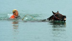 Melatih Kuda Pacu Hingga ke Tengah Laut