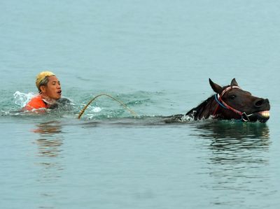 Melatih Kuda Pacu Hingga ke Tengah Laut