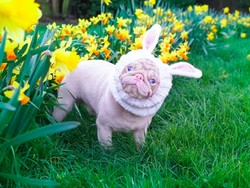 Celebrity on Vacation: Main Bareng Anjing di Bandung