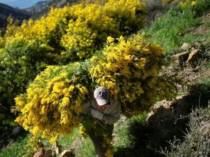 Duh! Imbas Corona dan Kekeringan, Petani Italia Terancam Gagal Panen Duh! Imbas Corona dan Kekeringan, Petani Italia Terancam Gagal Panen