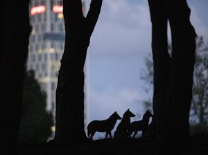 Kawanan Jakal Saba Kota di Tel Aviv