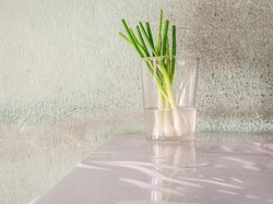 Cara Praktis Tanam Daun Bawang di Gelas Isi Air